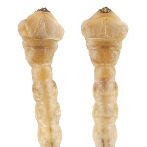 Melobasis propinqua verna, PL3909, larva, from Eutaxia microphylla (PJL 3178) root crown, EP, 23.5 × 4.7 mm